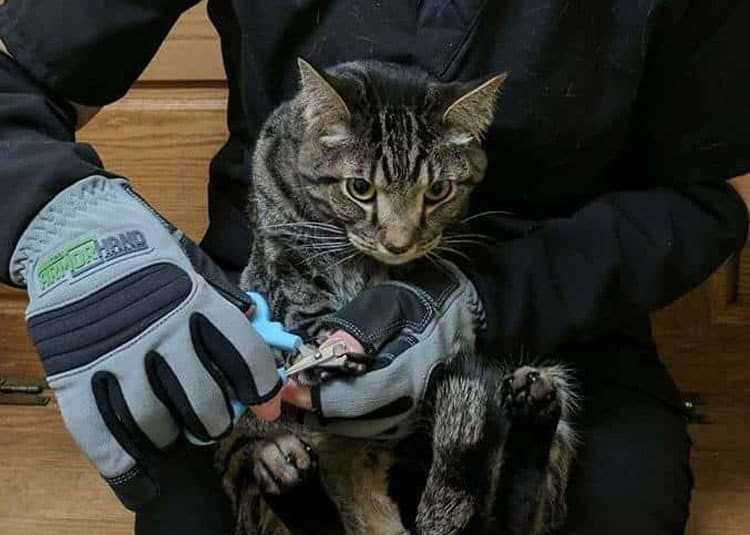 Best bite proof gloves for cats