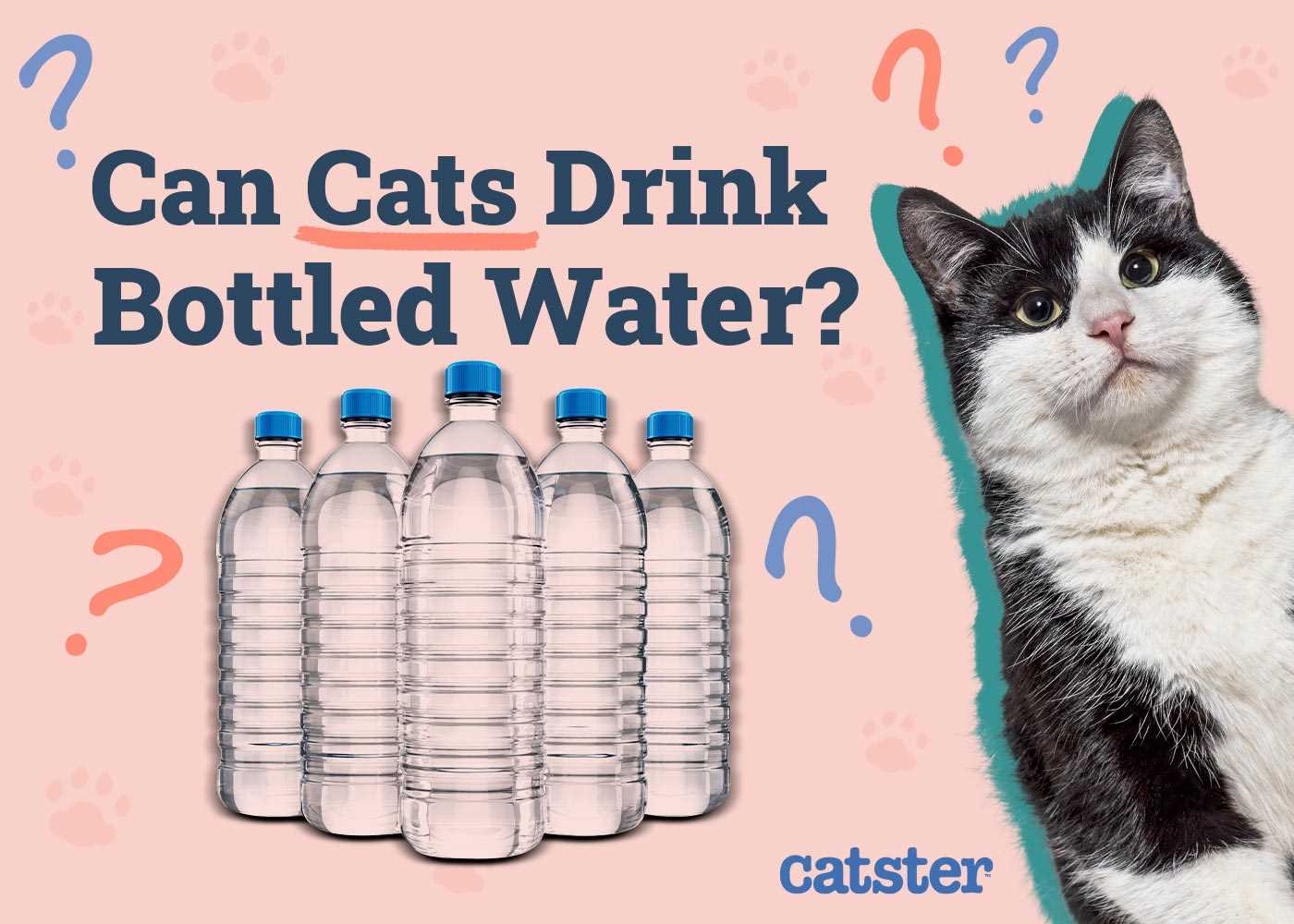 Best bottled water for cats