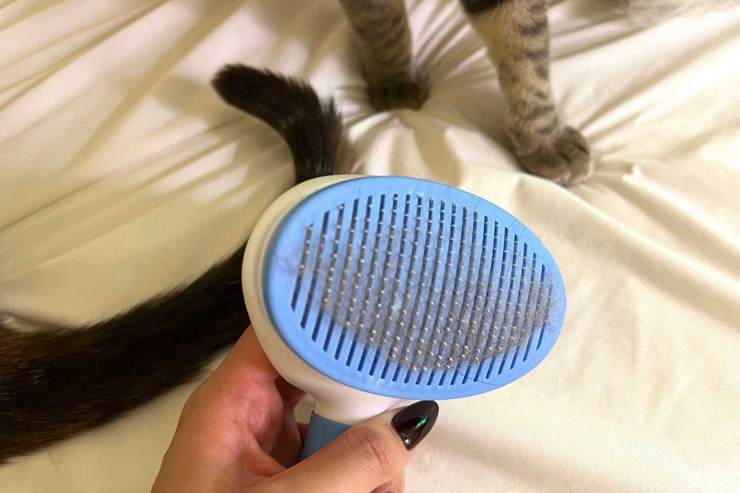 Best brush for cats that hate to be brushed