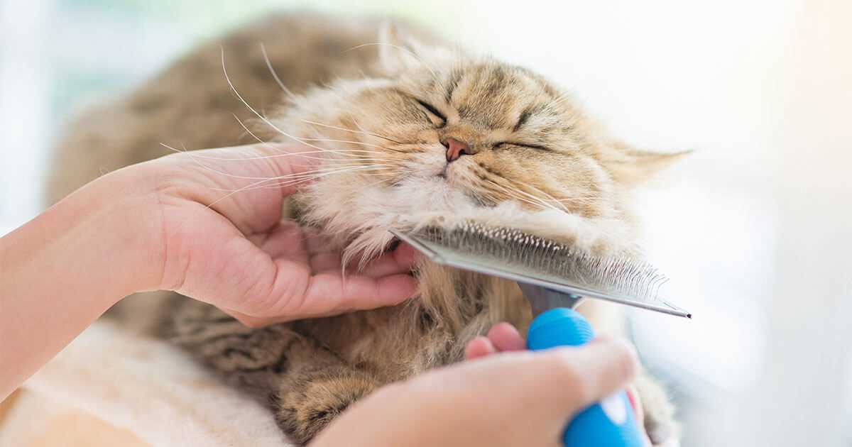 Best brush for cats with mats