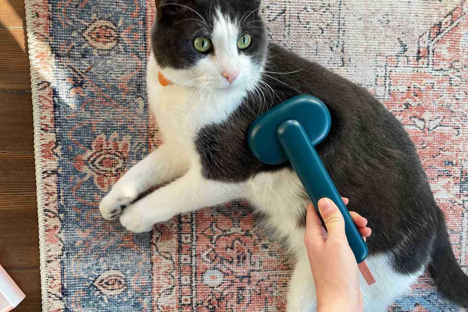 Best brush for maine coon cats