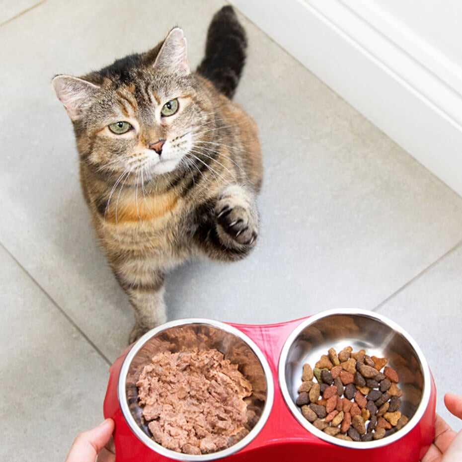 Best canned cat food for cats with pancreatitis