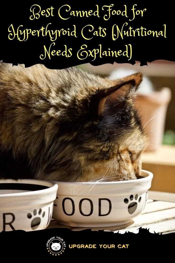 Best canned food for hyperthyroid cats