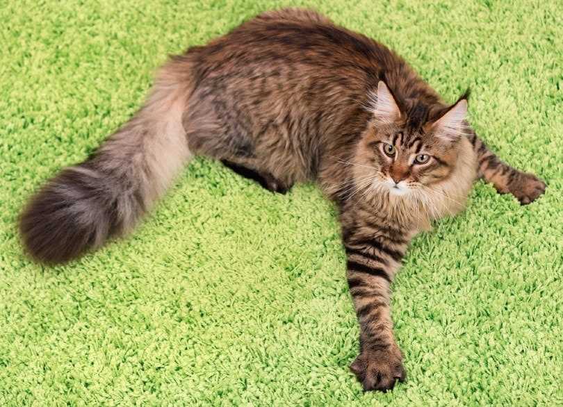 Best carpet for cats who scratch