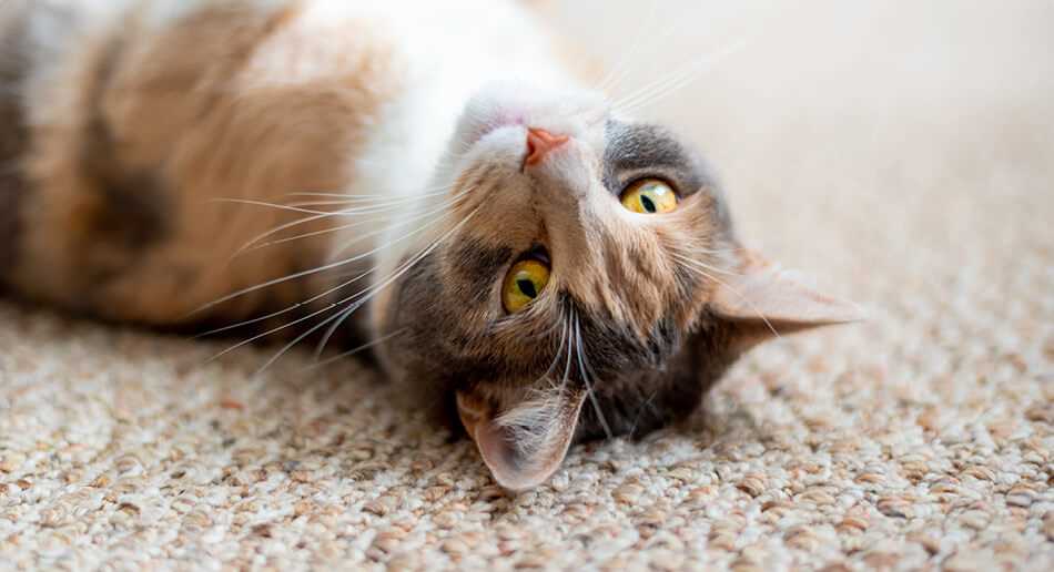 Best carpet for cats with claws