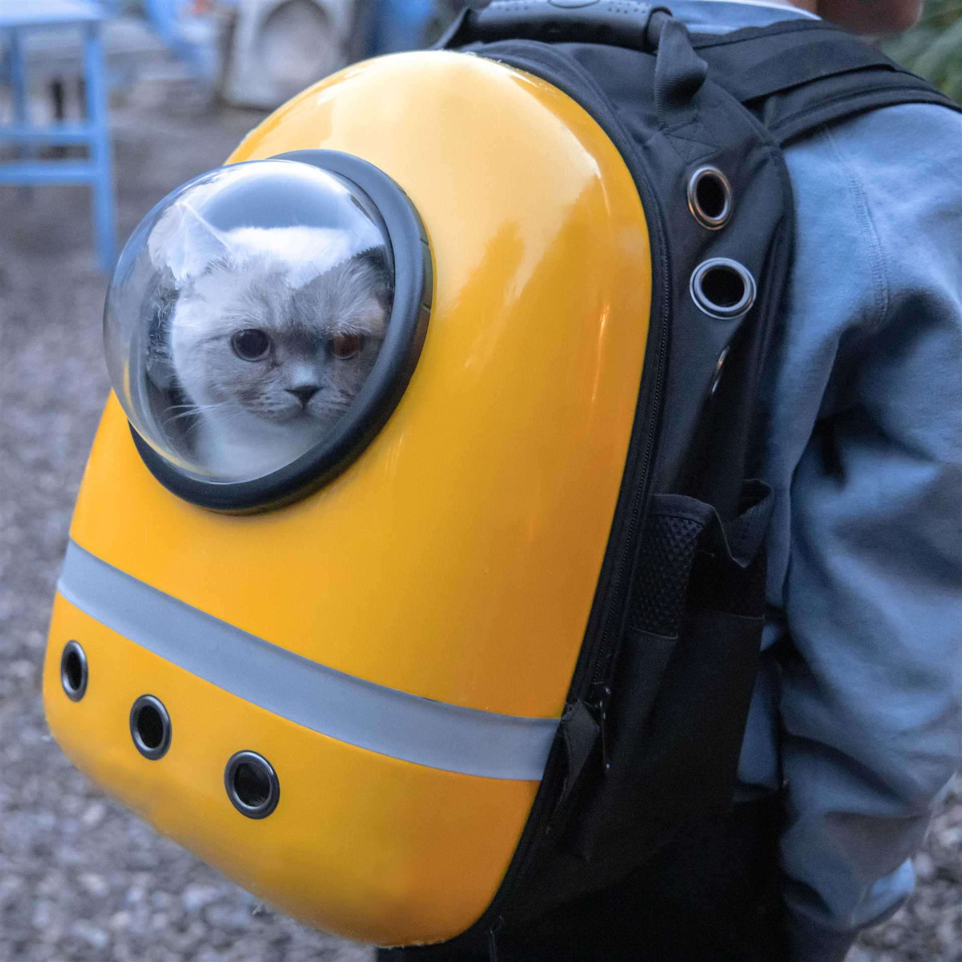 Best cat backpack for large cats