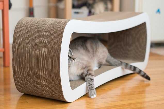 Best cat bed for large cats
