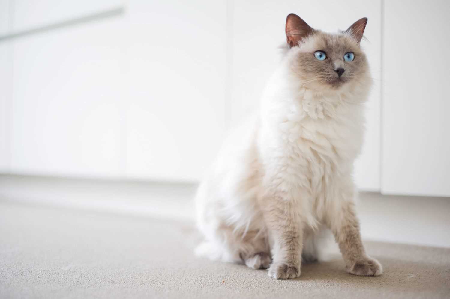 Best cat breeds for indoor cats