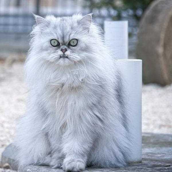 Best cat brush for persian cats