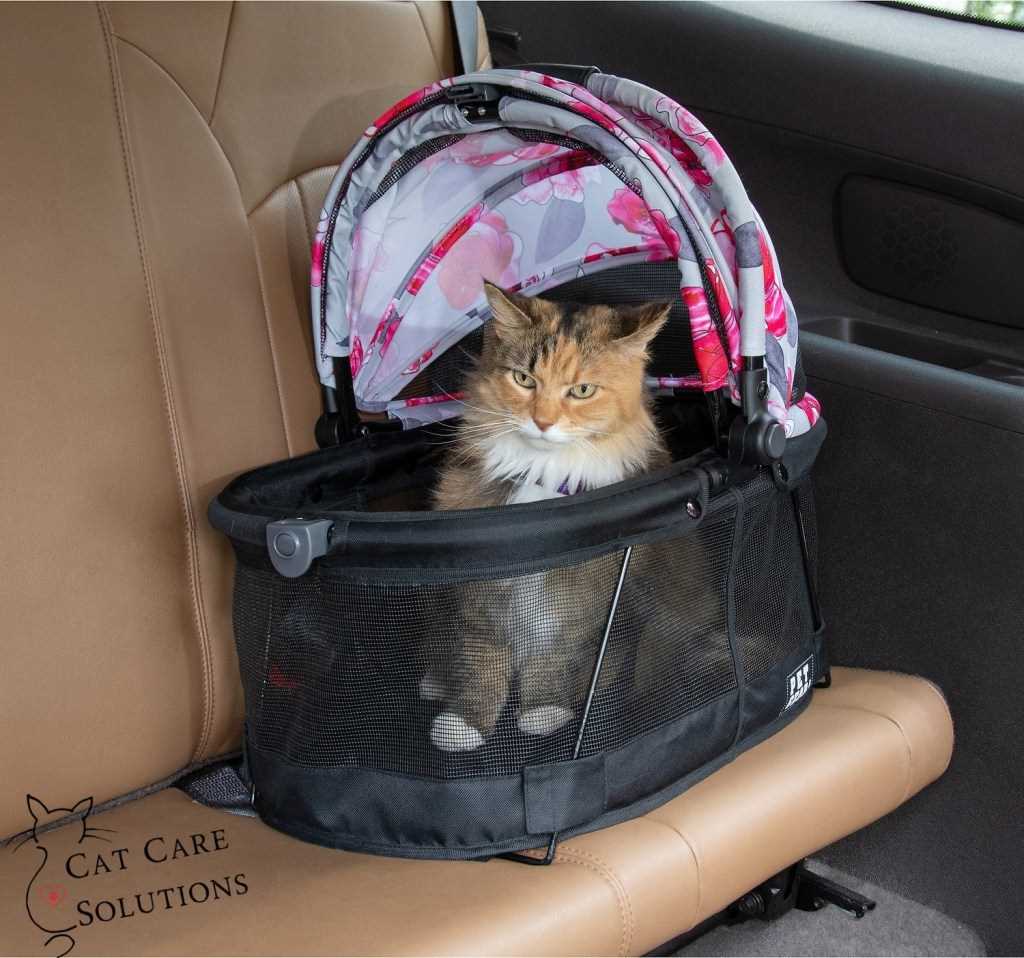 Best cat carrier for large cats
