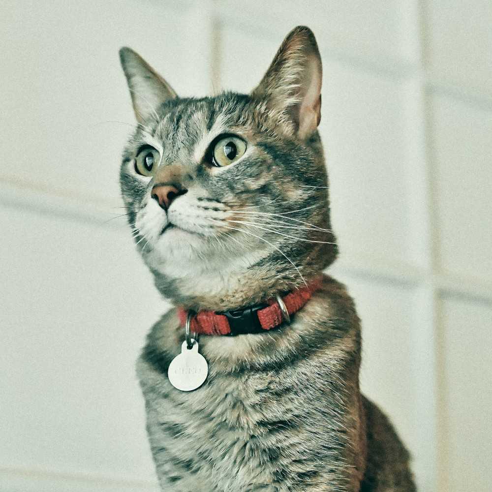 Best cat collars for indoor cats