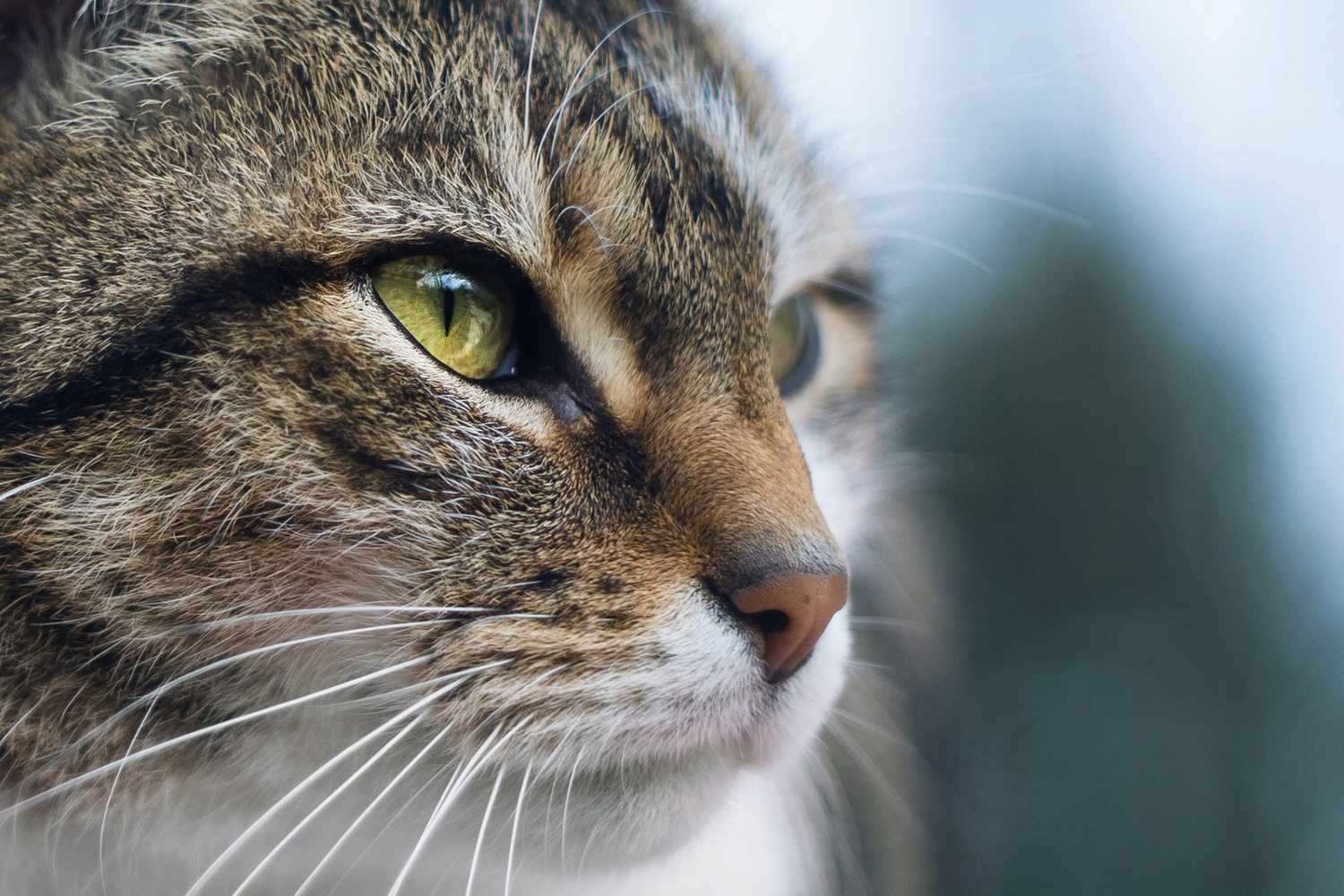 Best cat food brands for senior cats