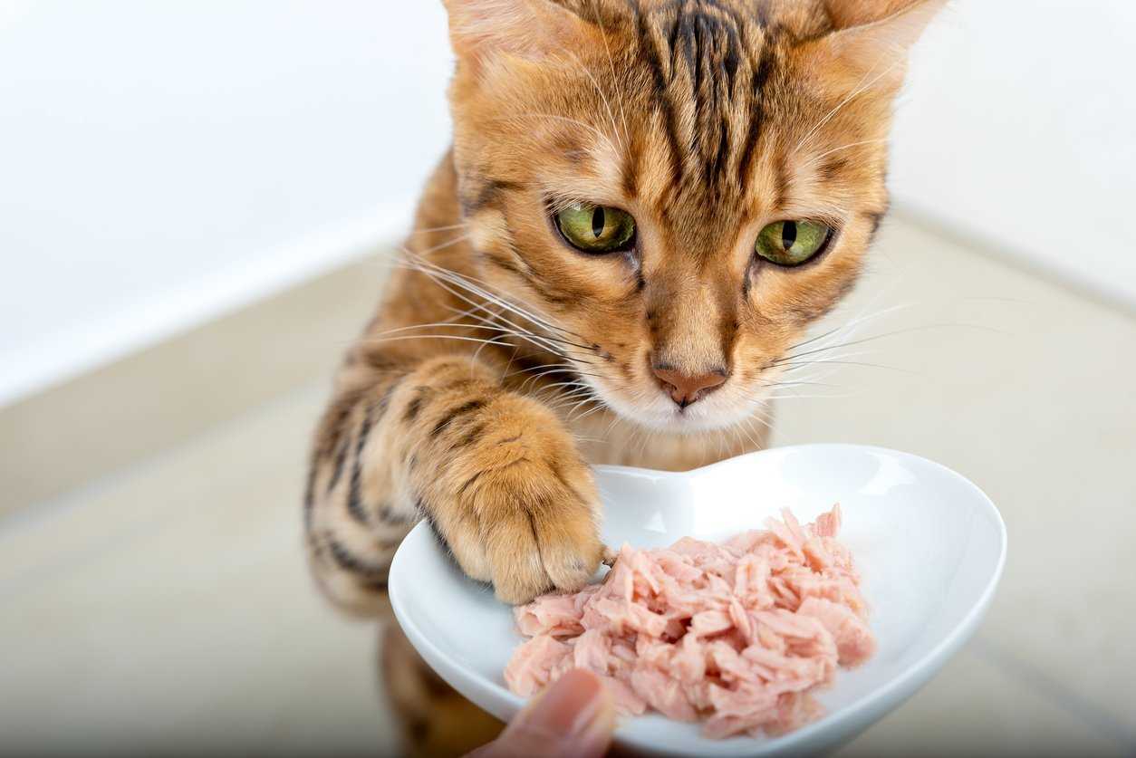 Best cat food for aging cats