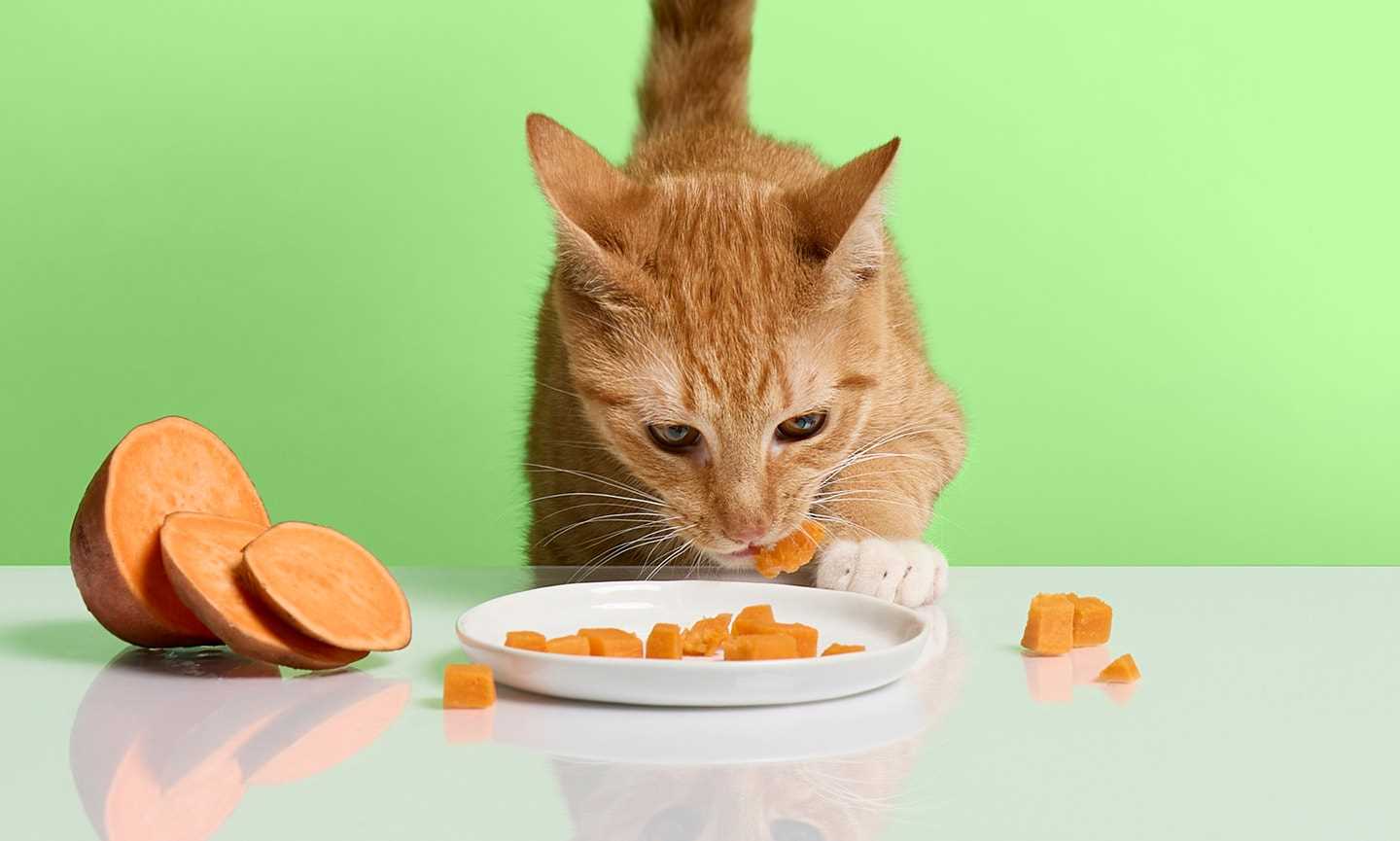 Best cat food for anemic cats