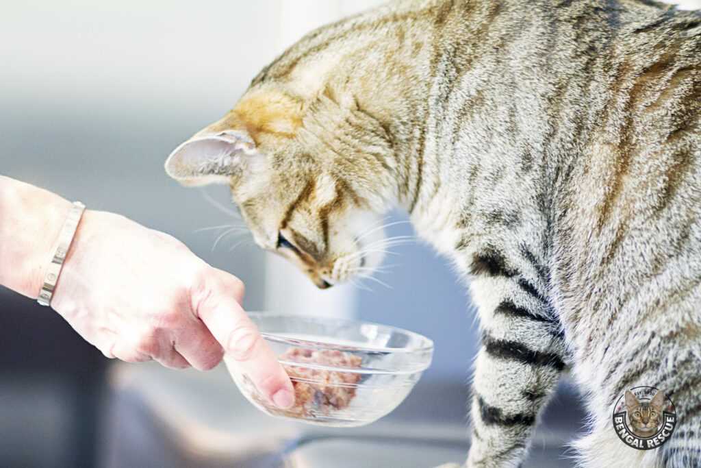 Best cat food for bengal cats