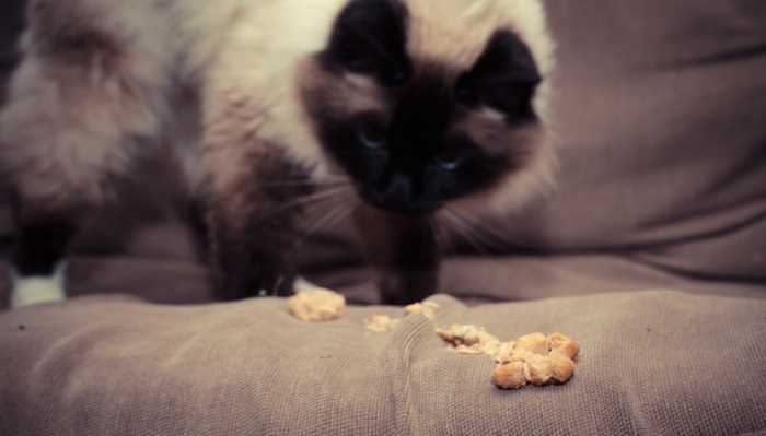 Best cat food for cats that throw up alot