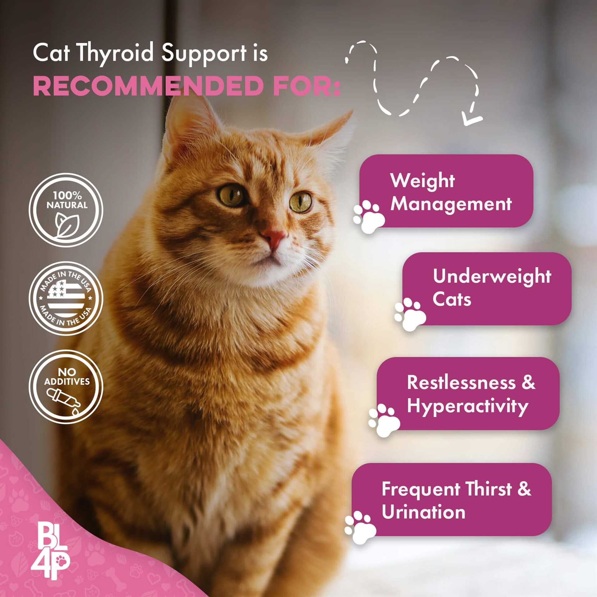 Best cat food for cats with hyperthyroidism
