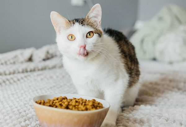 Best cat food for constipated cats
