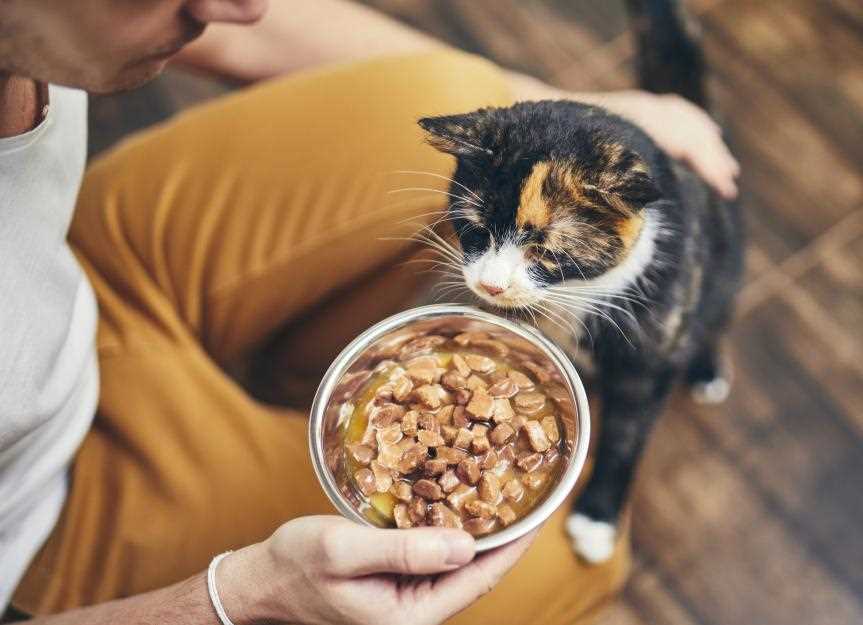 Best cat food for fat cats
