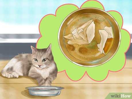 Best cat food for fiv cats