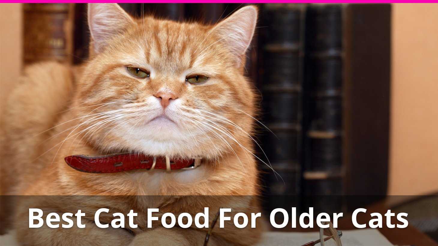Best cat food for geriatric cats