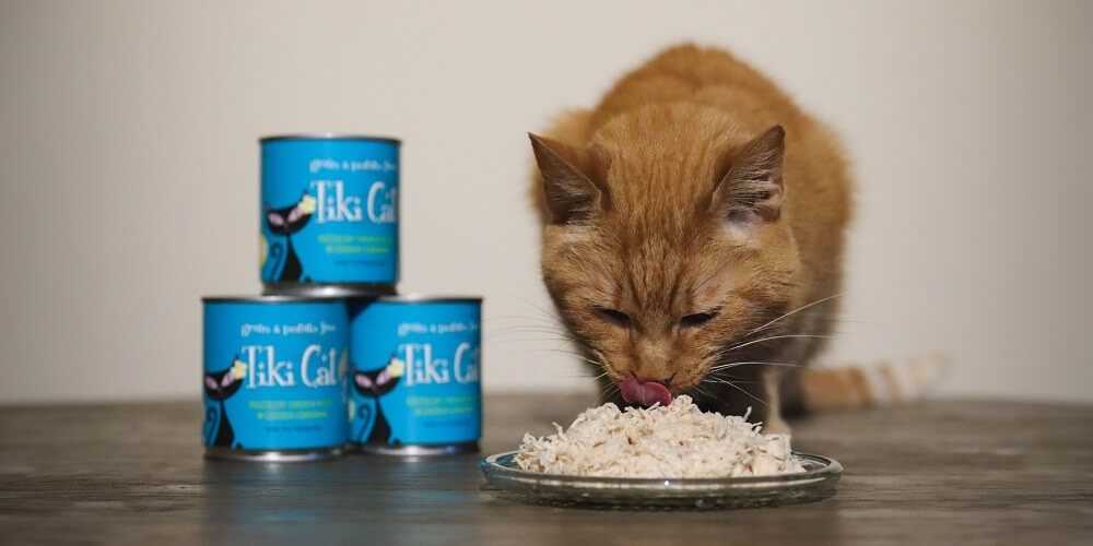 Best cat food for multiple cats