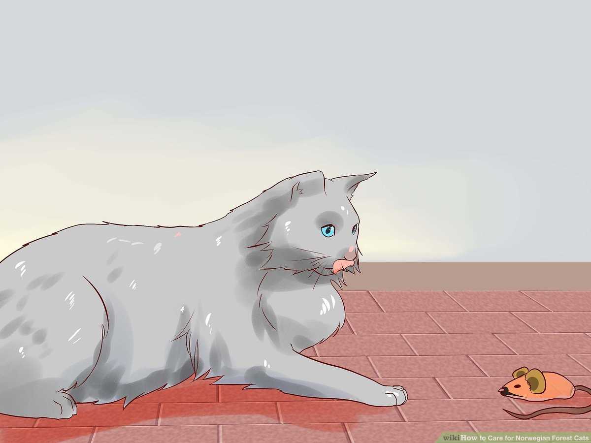 Best cat food for norwegian forest cats