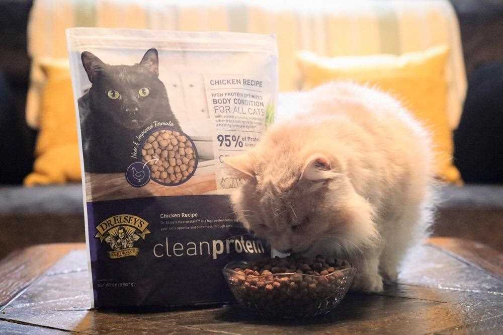 Best cat food for outdoor feral cats