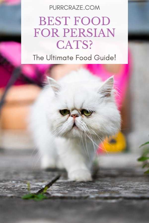 Best cat food for persian cats