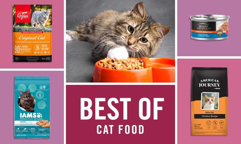 Best cat food for picky older cats