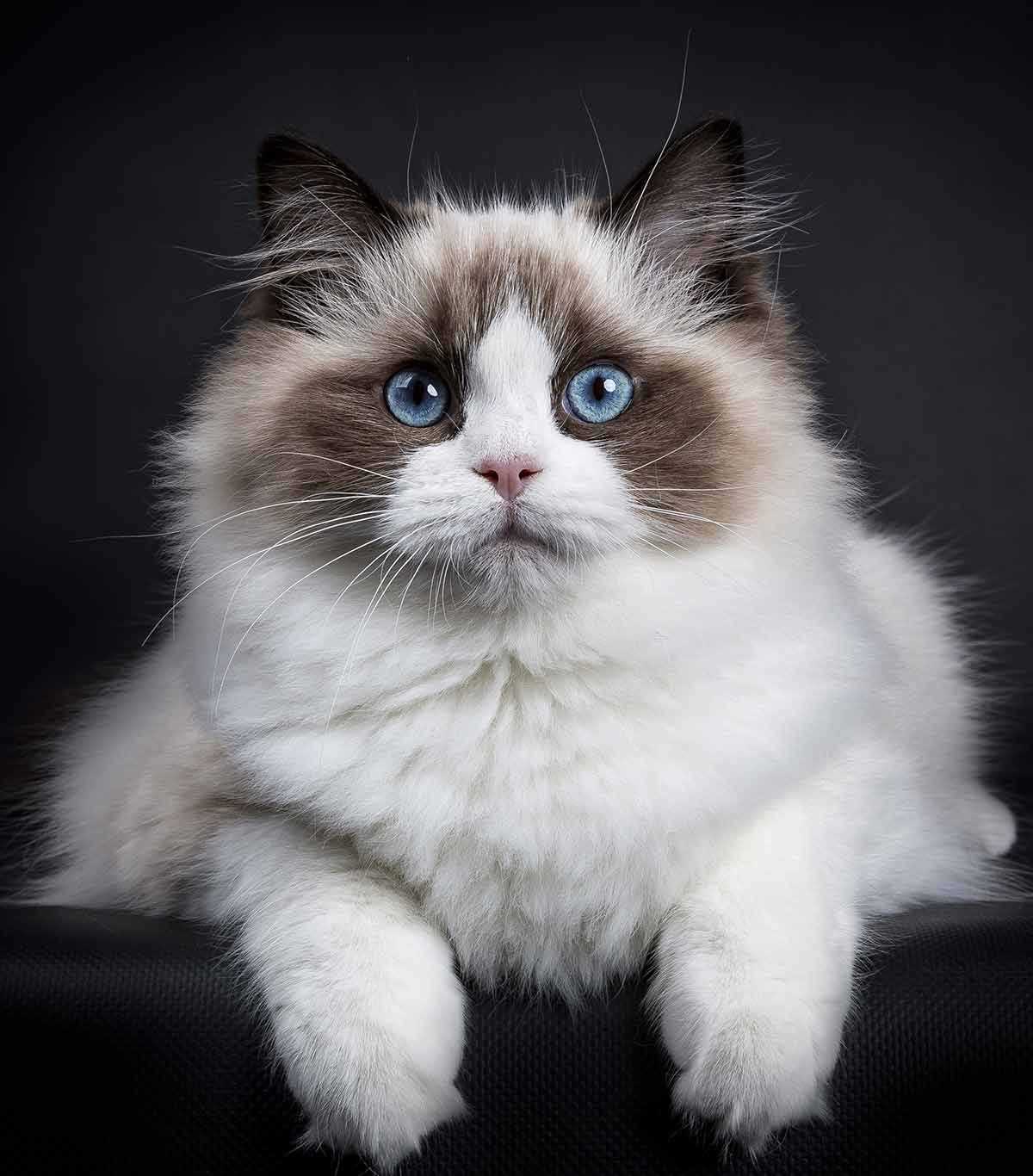 Best cat food for ragdoll cats