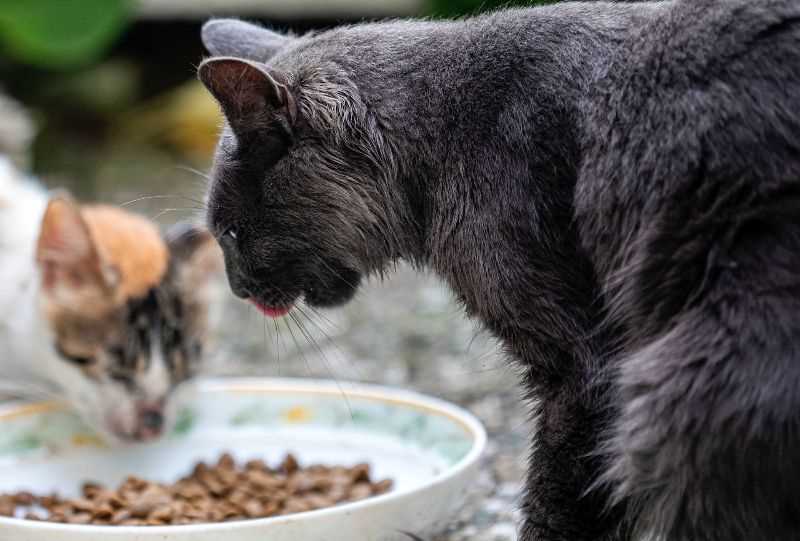 Best cat food for stray cats