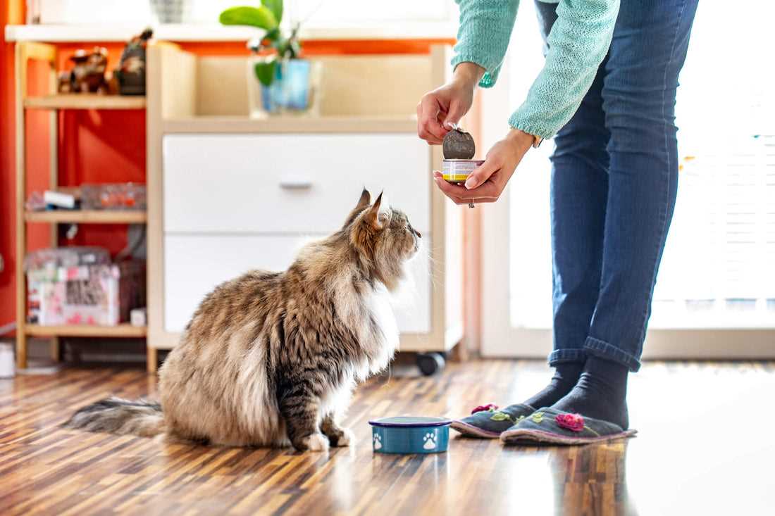 Best cat food for tabby cats