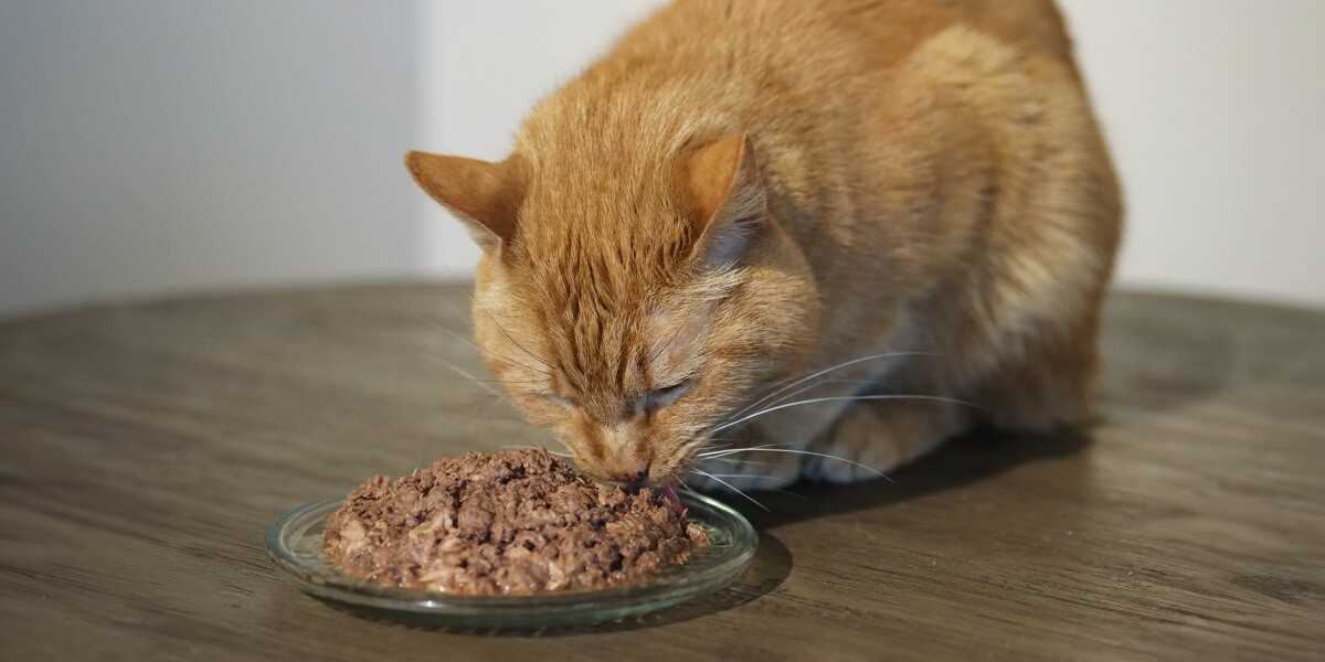 Best cat food for underweight cats