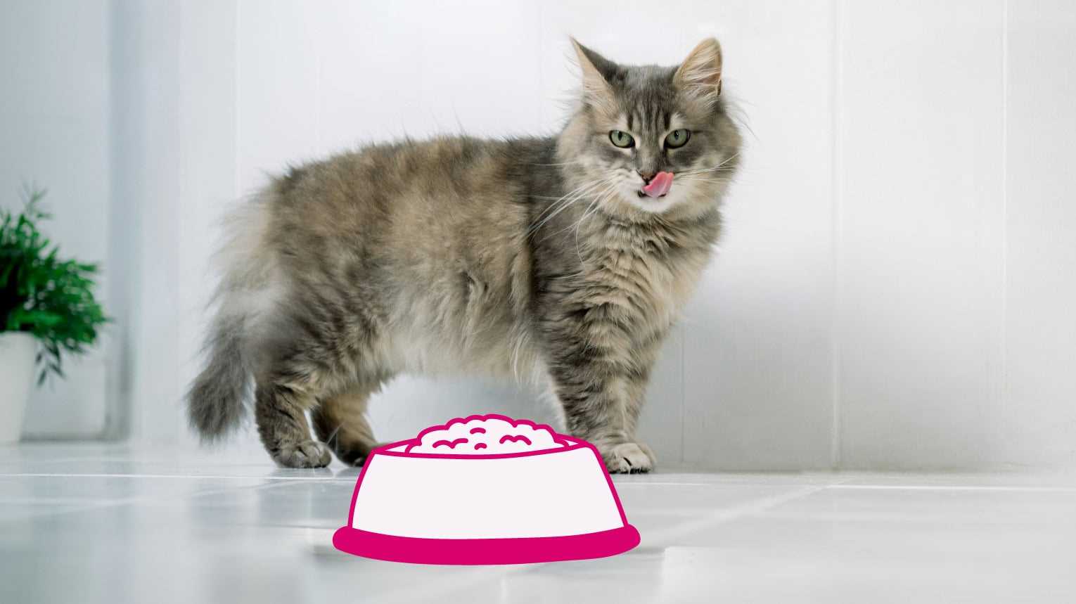 Best cat foods for senior cats