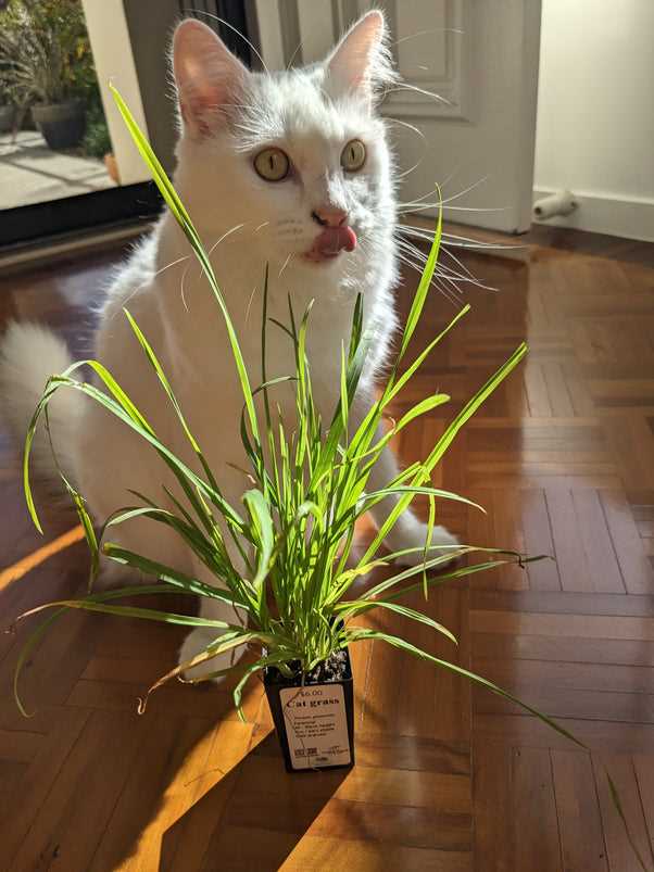 Best cat grass for indoor cats