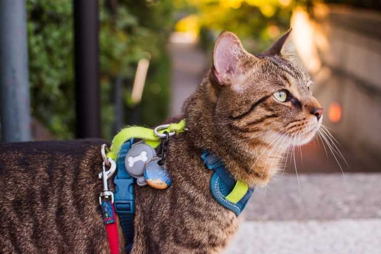 Best cat harness for large cats