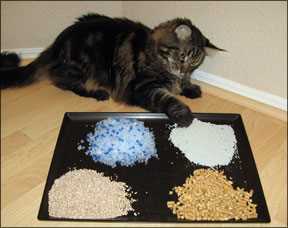 Best cat litter for asthmatic cats