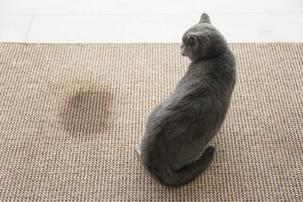 Best cat litter for cats who pee outside the box