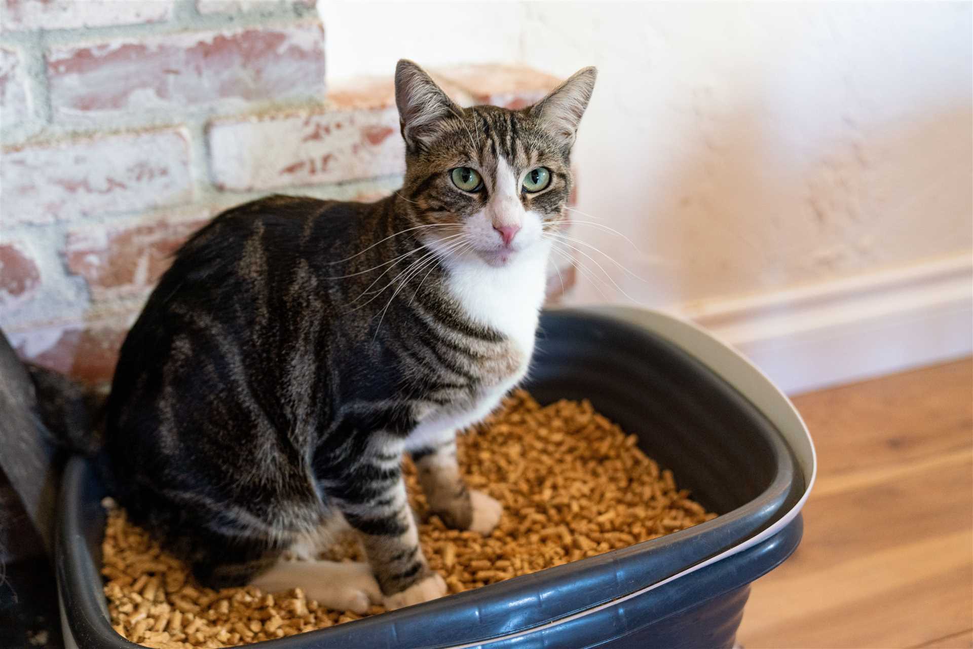 Best cat litter for cats with urinary problems