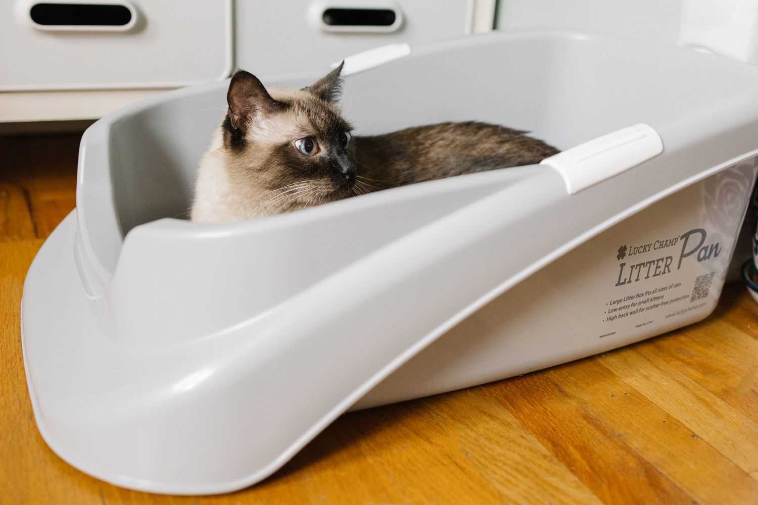 Best cat litter for old cats