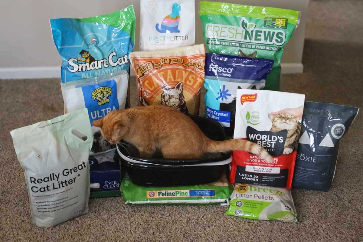 Best cat litter for sensitive cats