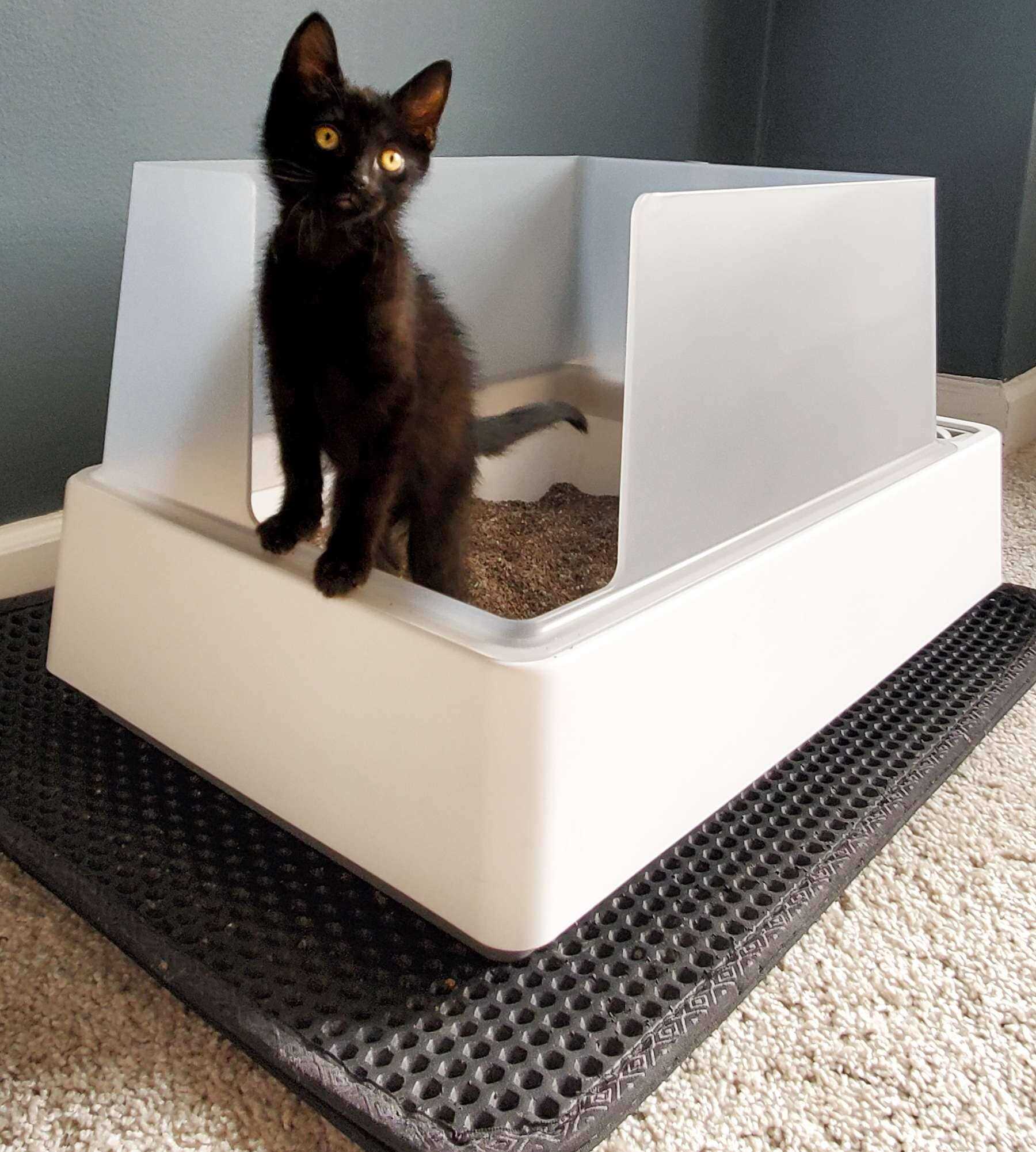 Best cat litter for stray cats