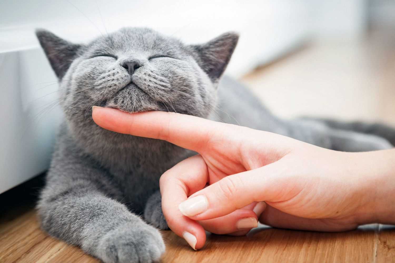 Best cat names for grey cats
