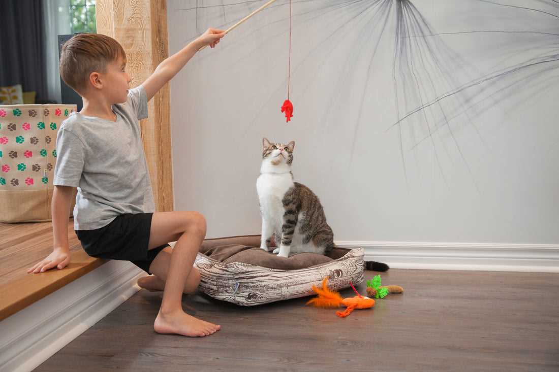 Best cat toys for older cats