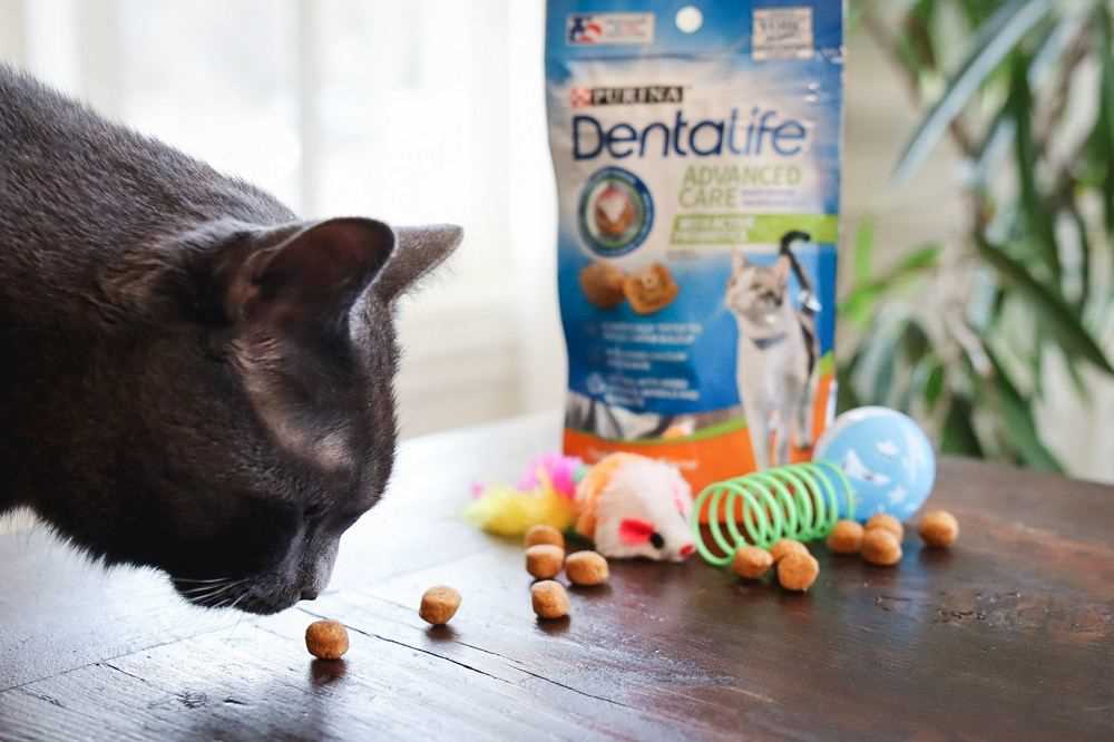Best cat treats for senior cats