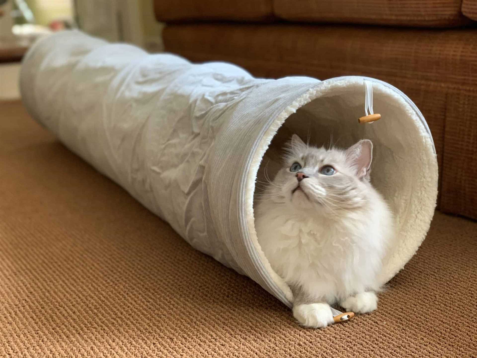 Best cat tunnel for large cats