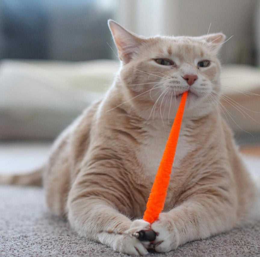 Best catnip toys for indoor cats
