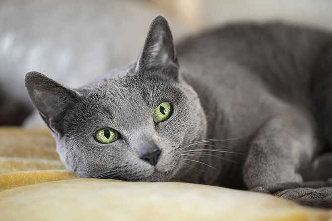 Best cats for allergies and asthma