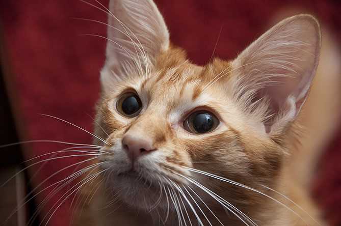 Best cats for allergies breed